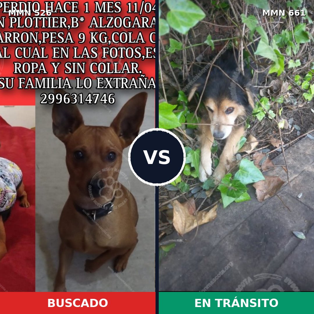 Comparativa MMS 16135: mascota perdida y mascota encontrada, 36% de similitud