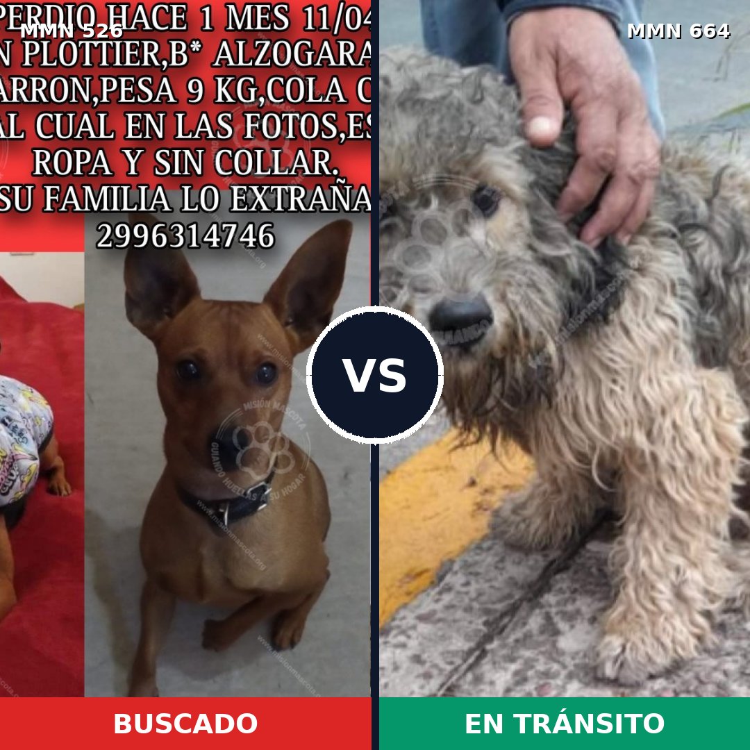 Comparativa MMS 16136: mascota perdida y mascota encontrada, 22% de similitud