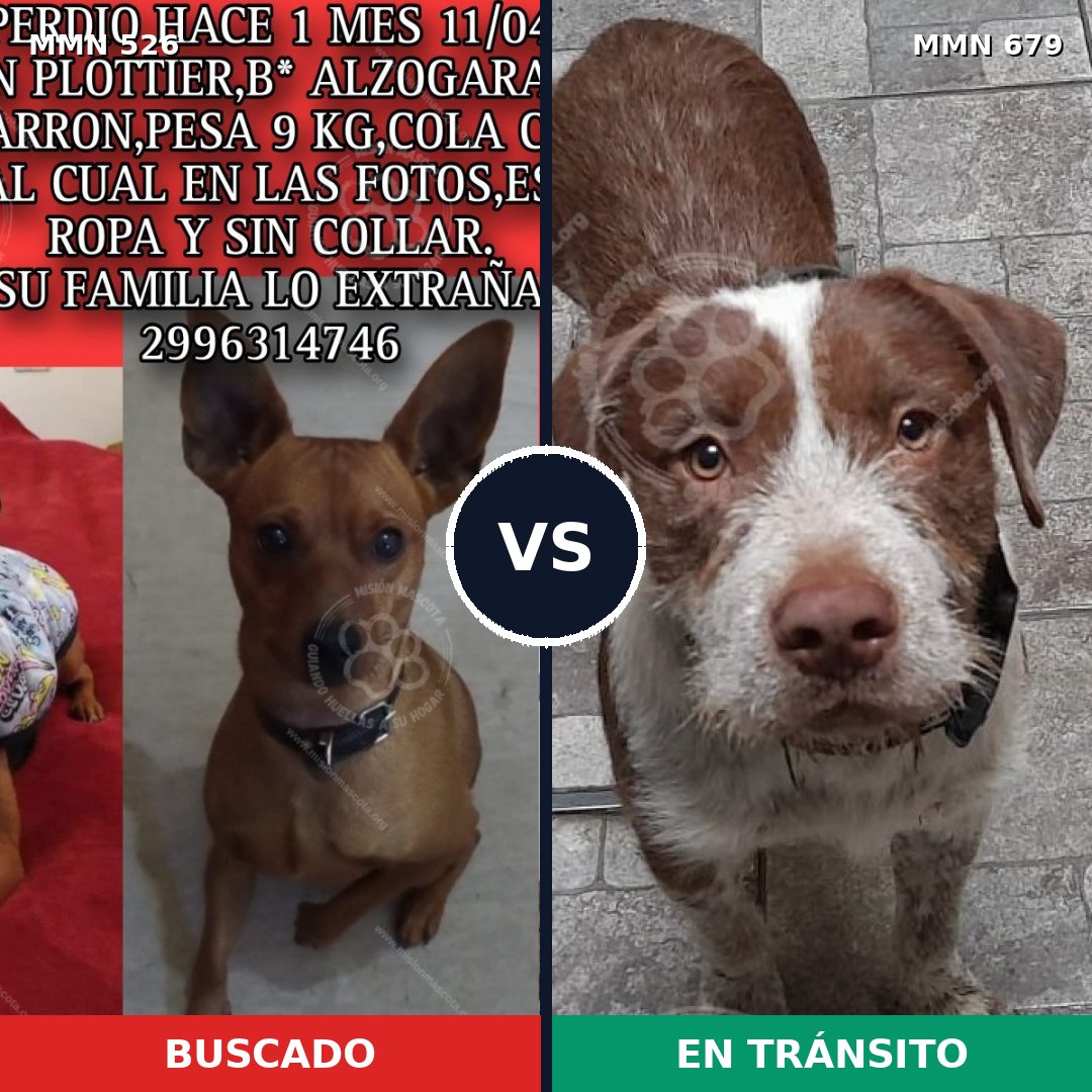 Comparativa MMS 16138: mascota perdida y mascota encontrada, 11% de similitud