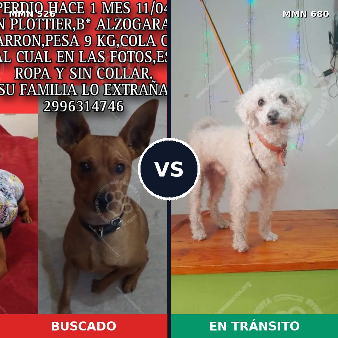 Comparativa MMS 16139: mascota perdida y mascota encontrada, 43% de similitud