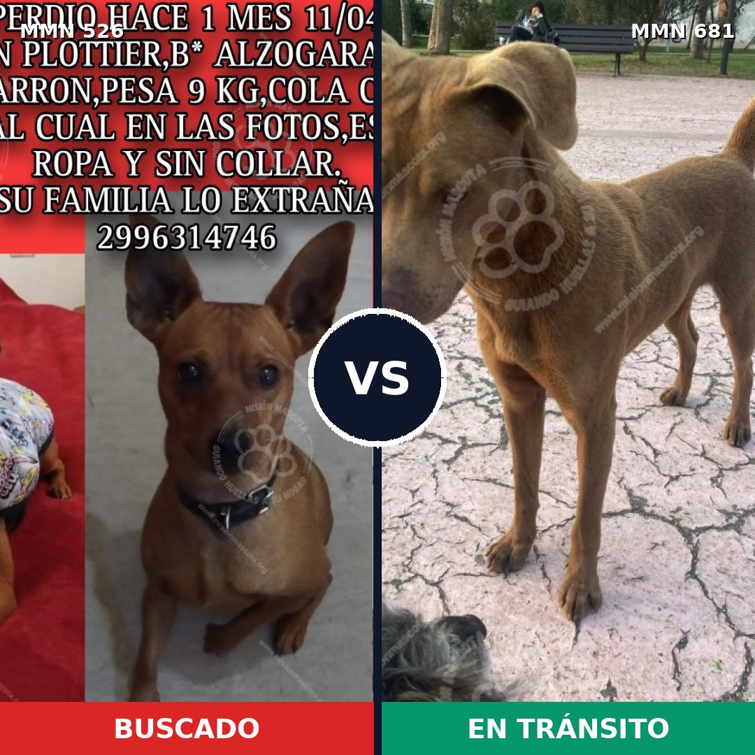 Comparativa MMS 16140: mascota perdida y mascota encontrada, 28% de similitud