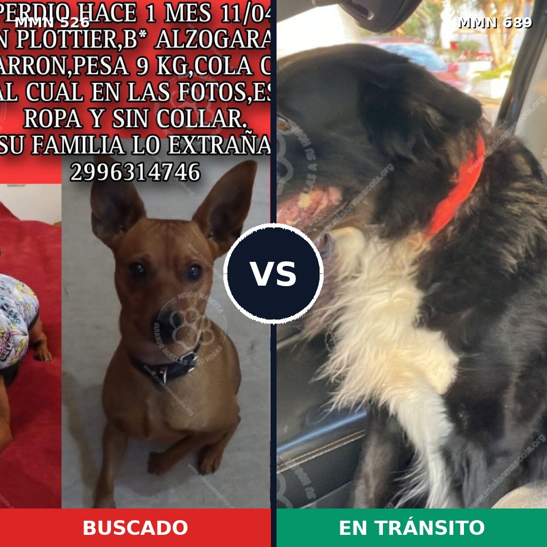 Comparativa MMS 16141: mascota perdida y mascota encontrada, 22% de similitud