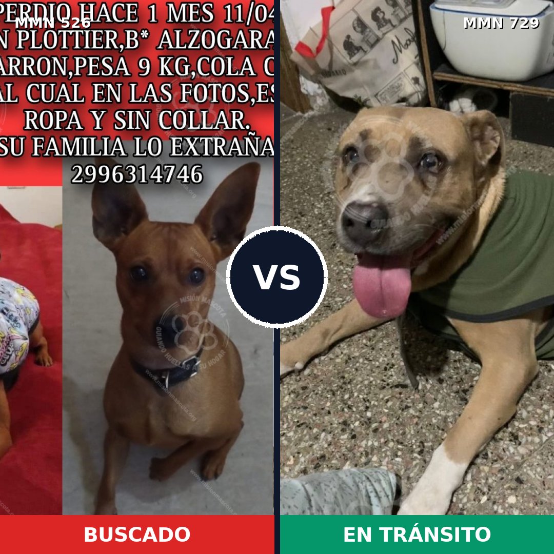 Comparativa MMS 16144: mascota perdida y mascota encontrada, 24% de similitud
