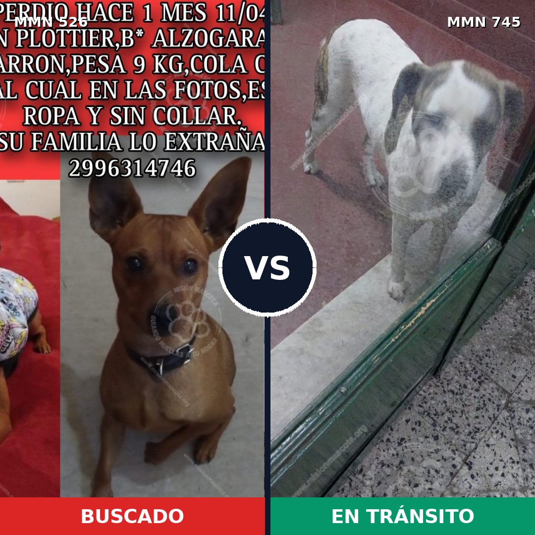 Comparativa MMS 16146: mascota perdida y mascota encontrada, 24% de similitud