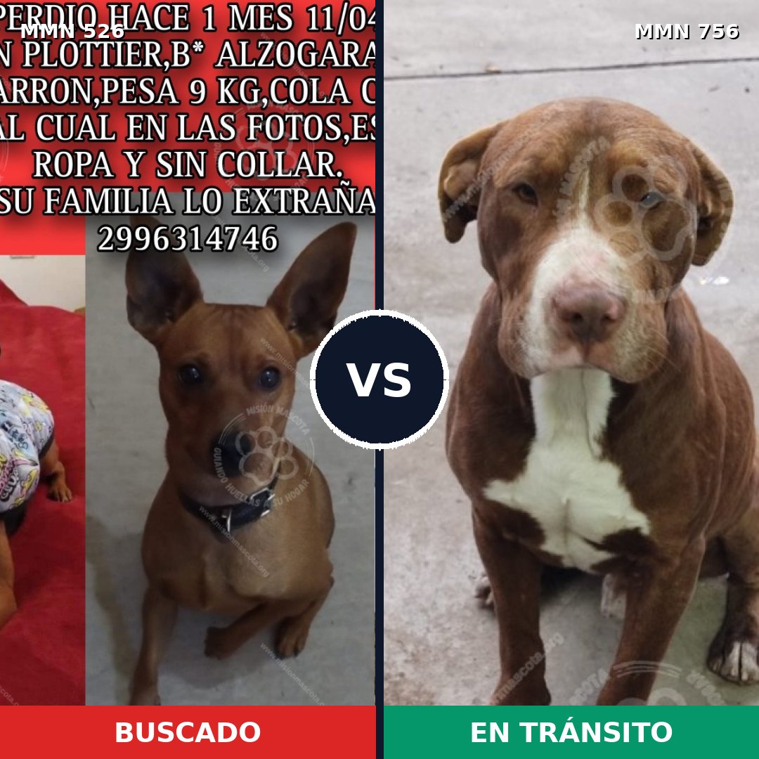 Comparativa MMS 16148: mascota perdida y mascota encontrada, 16% de similitud