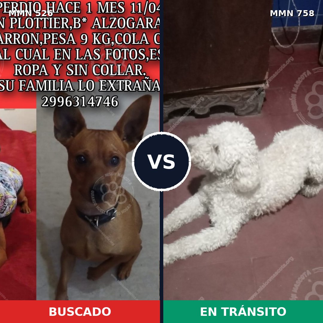 Comparativa MMS 16149: mascota perdida y mascota encontrada, 33% de similitud