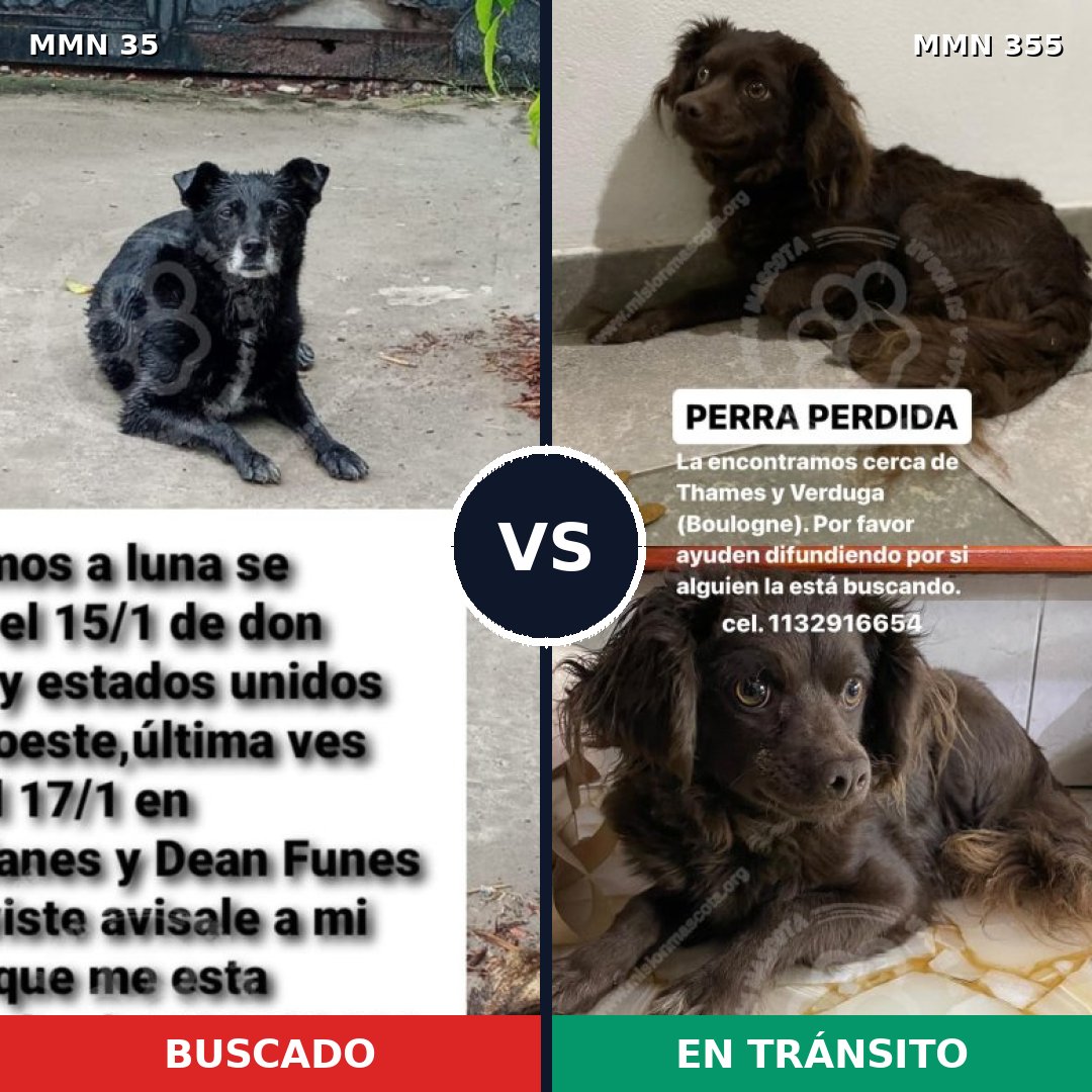 Comparativa MMS 1615: mascota perdida y mascota encontrada, 60% de similitud