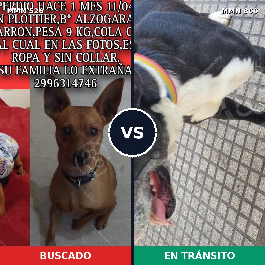 Comparativa MMS 16150: mascota perdida y mascota encontrada, 25% de similitud