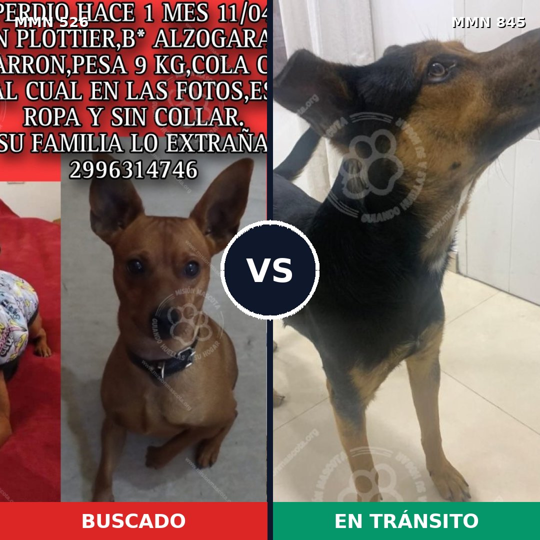 Comparativa MMS 16151: mascota perdida y mascota encontrada, 35% de similitud