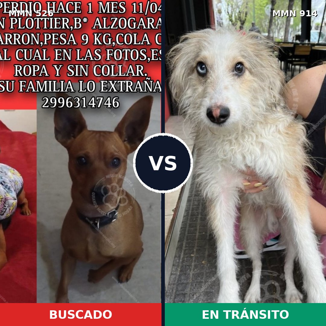 Comparativa MMS 16154: mascota perdida y mascota encontrada, 21% de similitud