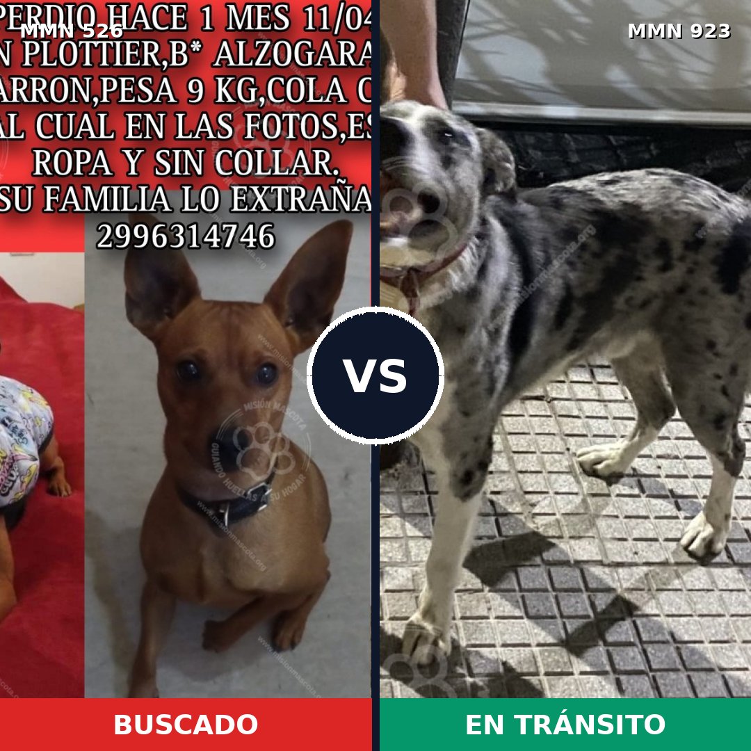 Comparativa MMS 16155: mascota perdida y mascota encontrada, 24% de similitud
