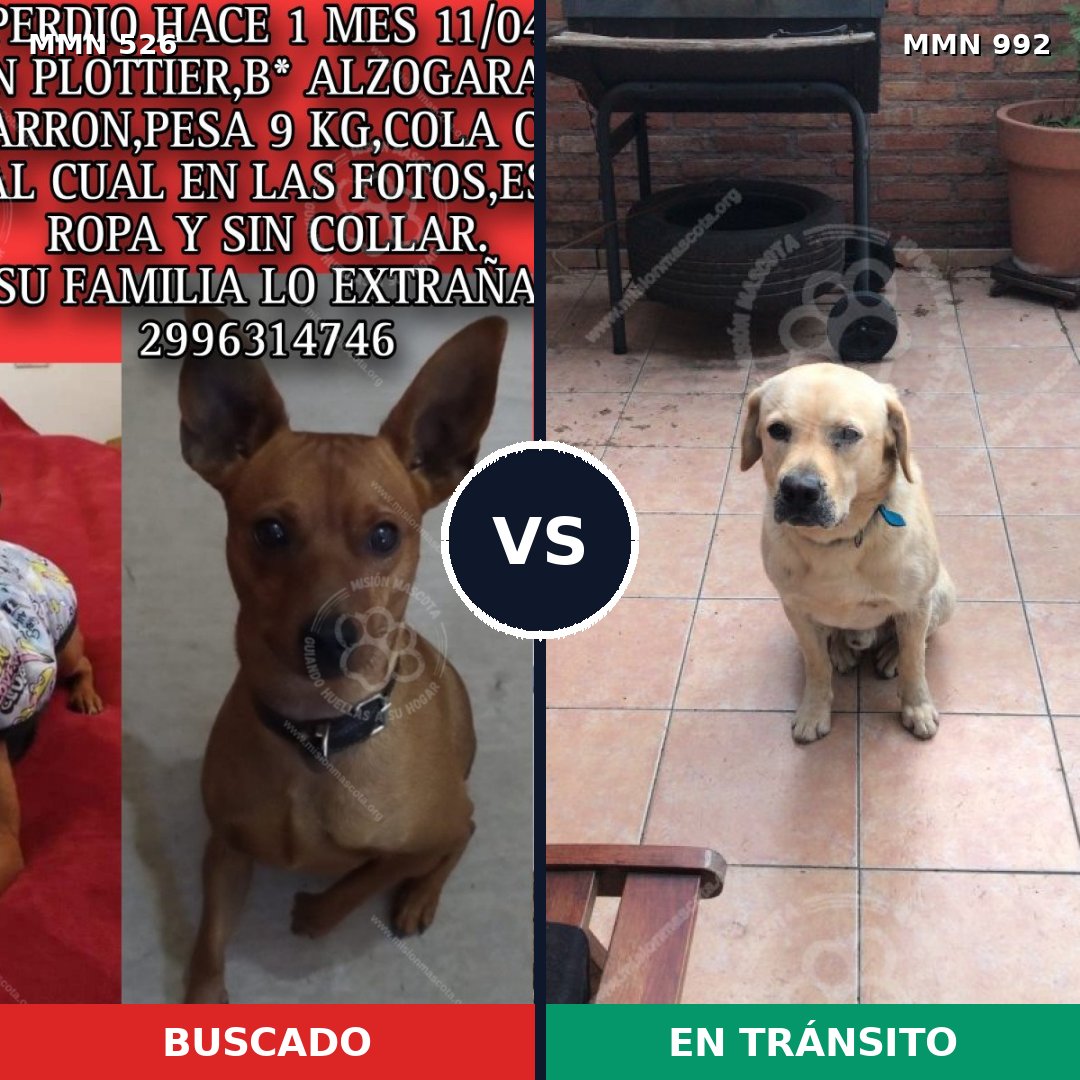 Comparativa MMS 16157: mascota perdida y mascota encontrada, 24% de similitud