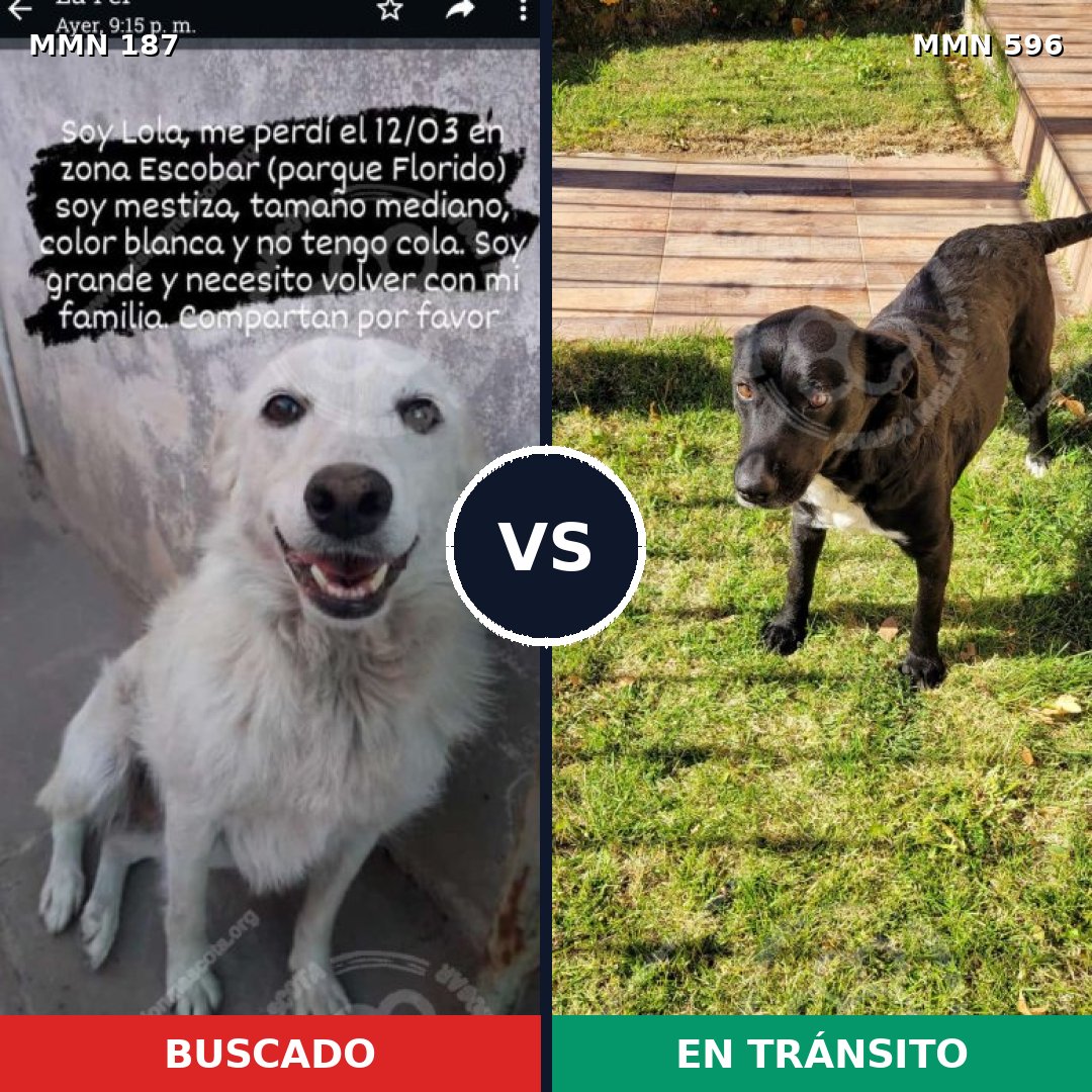 Comparativa MMS 16159: mascota perdida y mascota encontrada, 42% de similitud