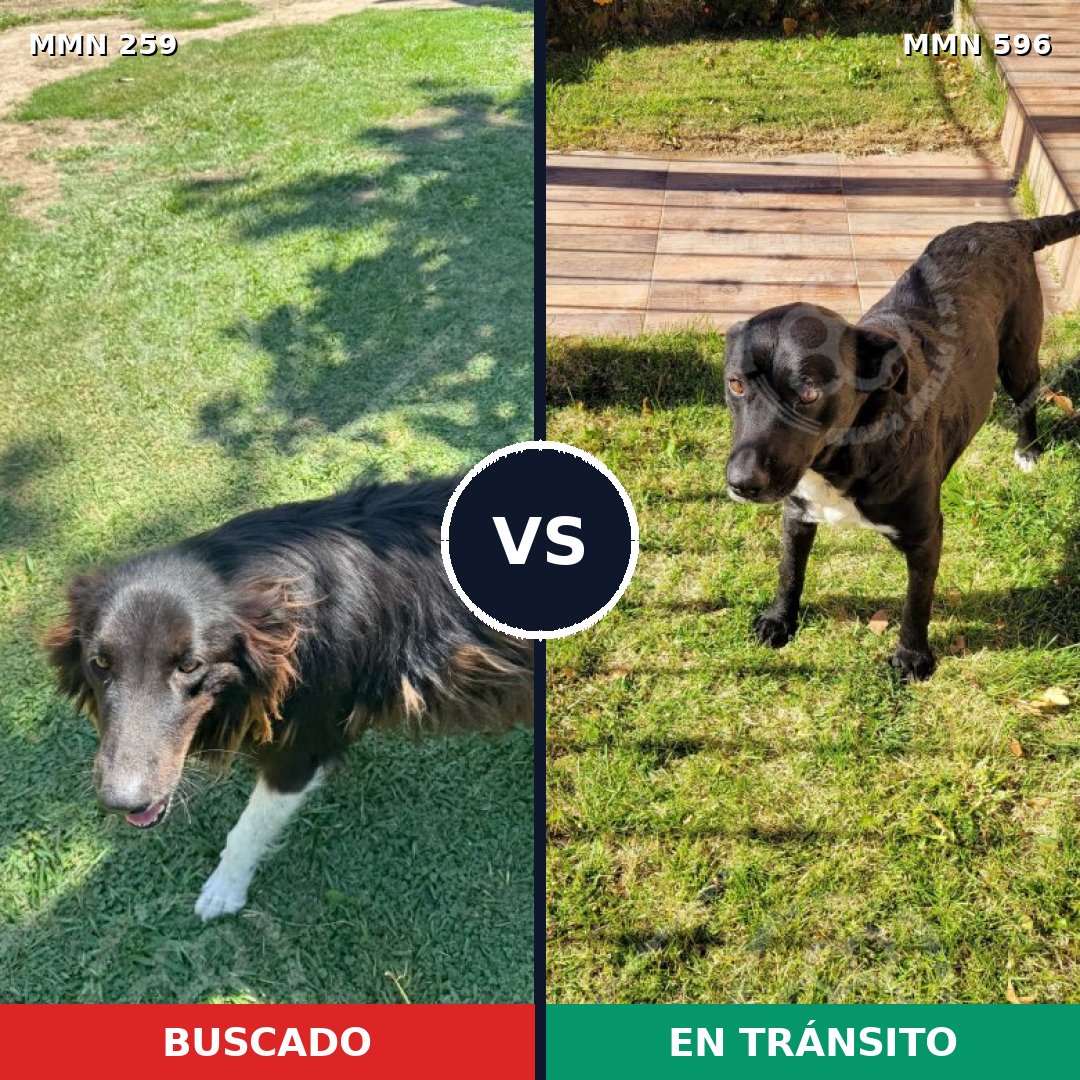 Comparativa MMS 16160: mascota perdida y mascota encontrada, 46% de similitud