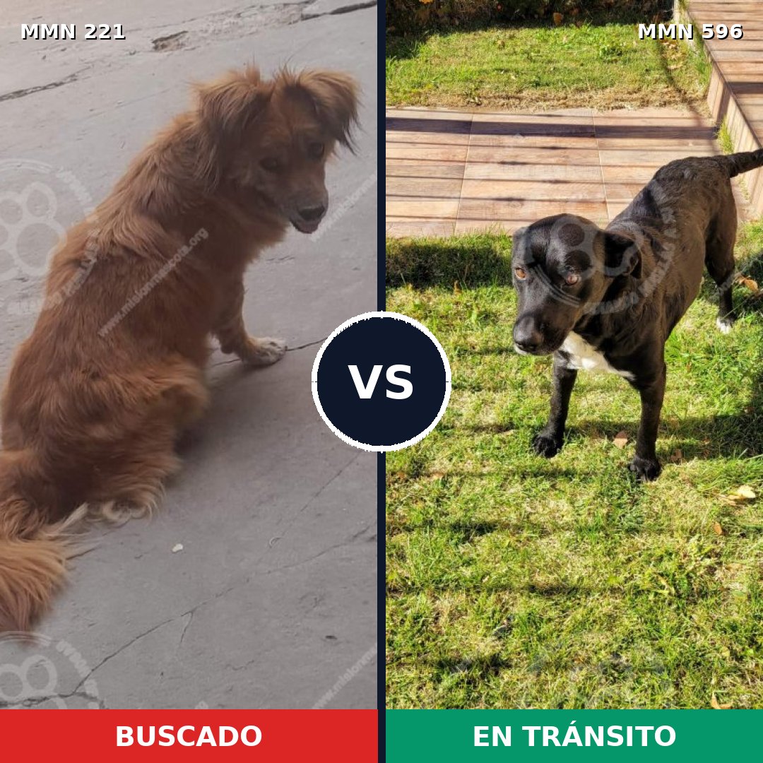 Comparativa MMS 16163: mascota perdida y mascota encontrada, 65% de similitud