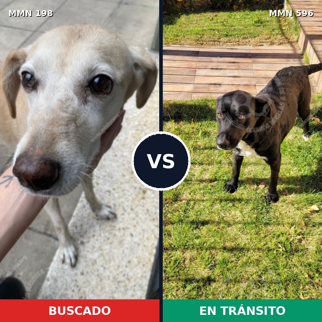Comparativa MMS 16164: mascota perdida y mascota encontrada, 66% de similitud