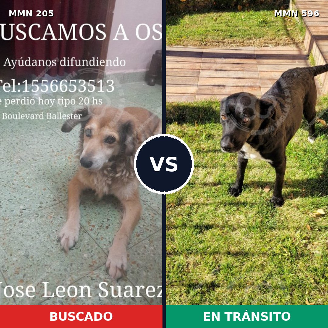 Comparativa MMS 16165: mascota perdida y mascota encontrada, 64% de similitud