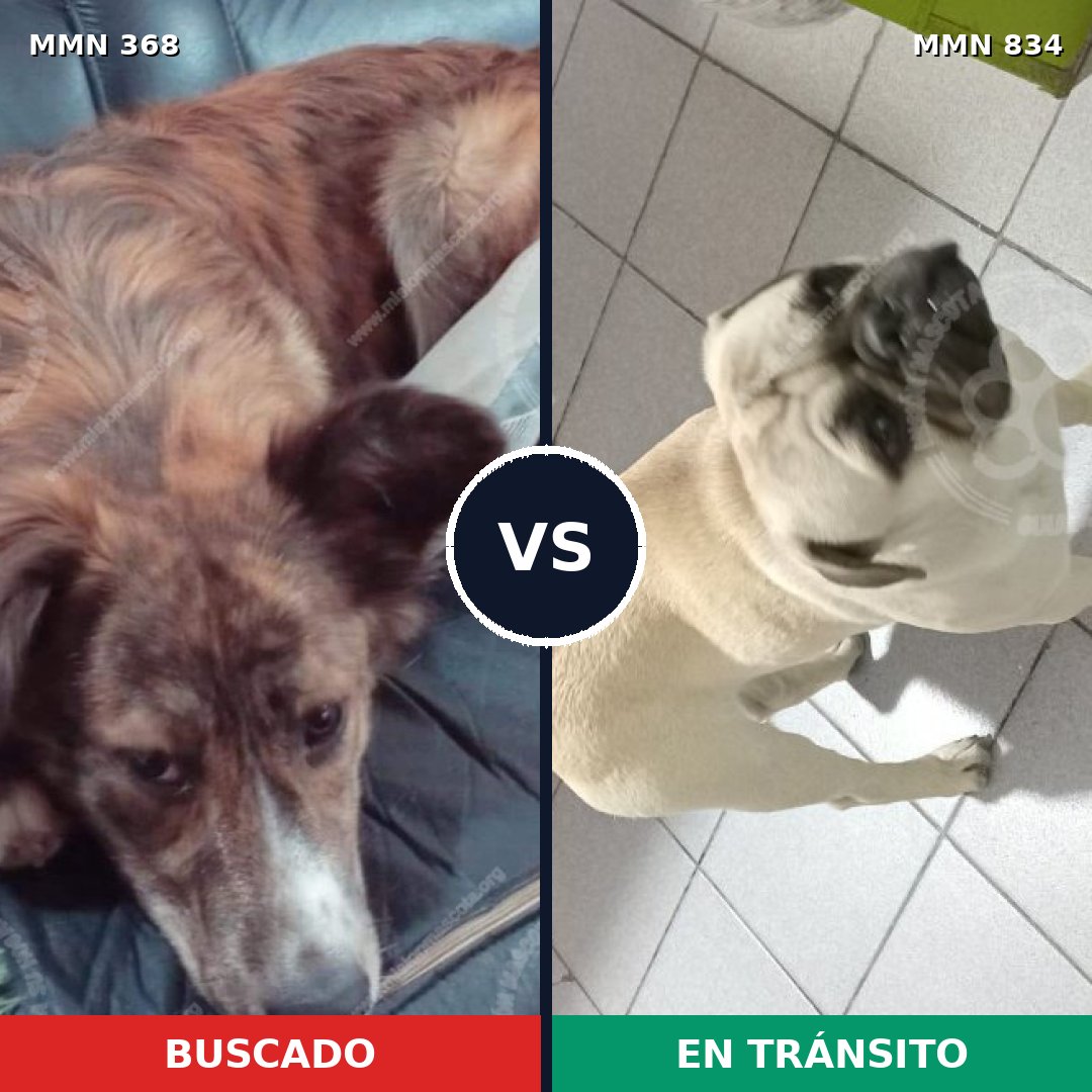 Comparativa MMS 16166: mascota perdida y mascota encontrada, 16% de similitud