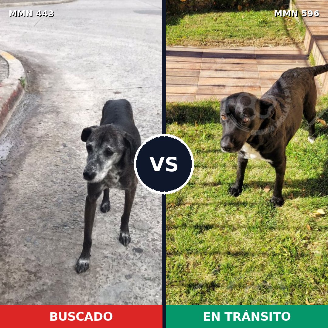 Comparativa MMS 16168: mascota perdida y mascota encontrada, 85% de similitud