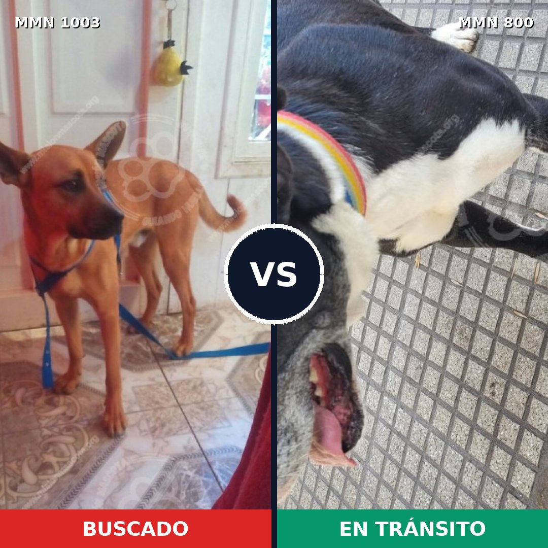 Comparativa MMS 16169: mascota perdida y mascota encontrada, 71% de similitud