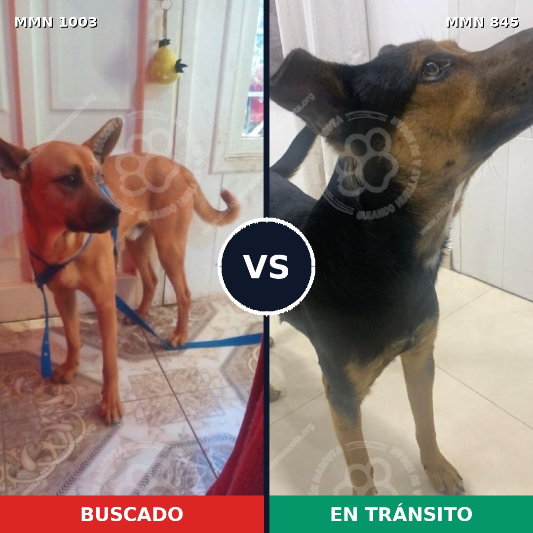 Comparativa MMS 16170: mascota perdida y mascota encontrada, 44% de similitud