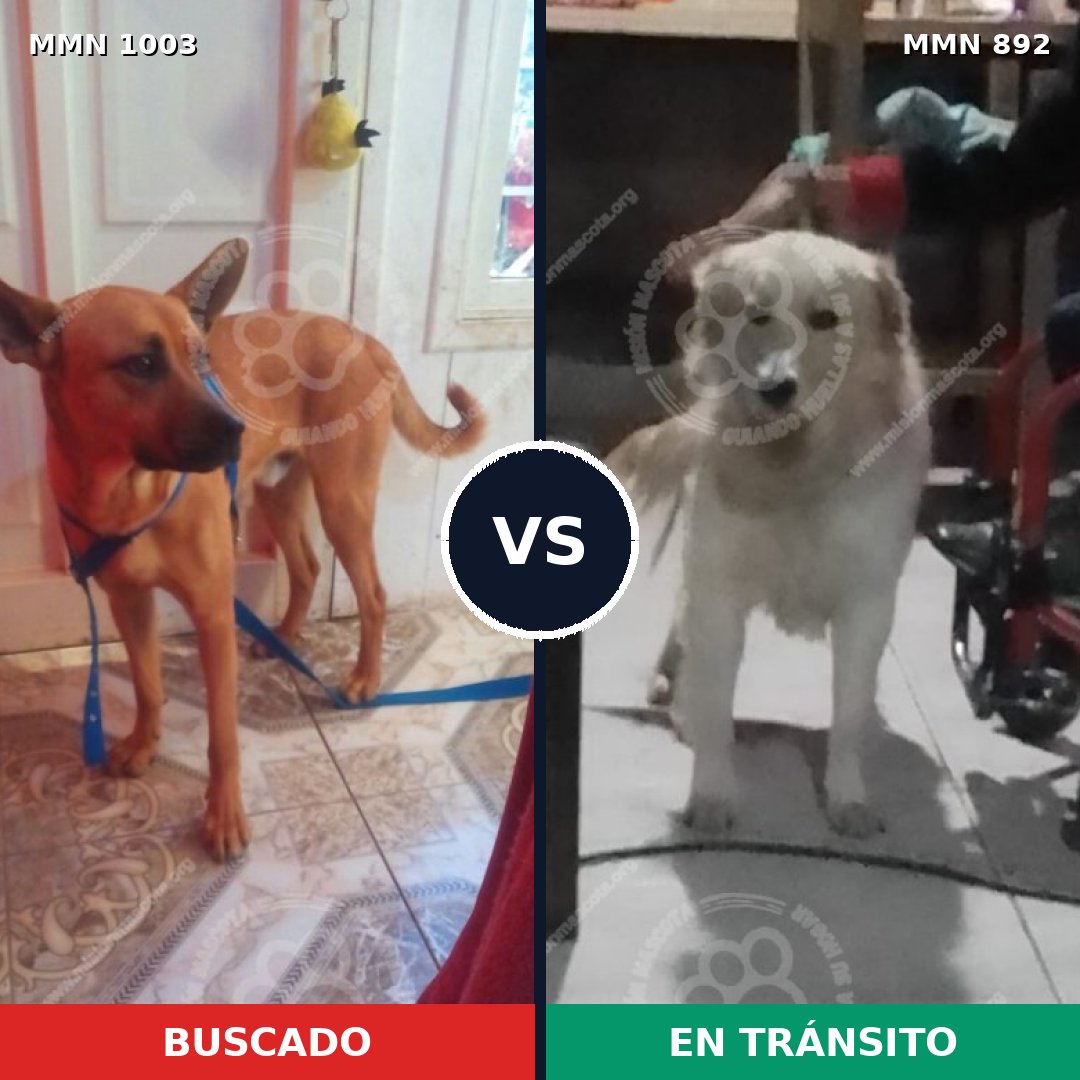 Comparativa MMS 16172: mascota perdida y mascota encontrada, 40% de similitud