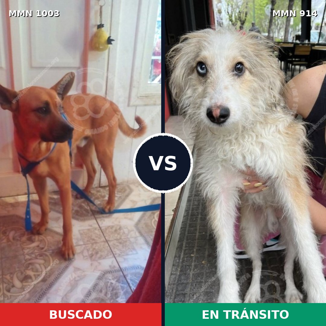 Comparativa MMS 16173: mascota perdida y mascota encontrada, 40% de similitud