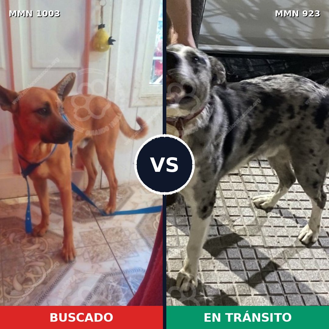 Comparativa MMS 16174: mascota perdida y mascota encontrada, 31% de similitud