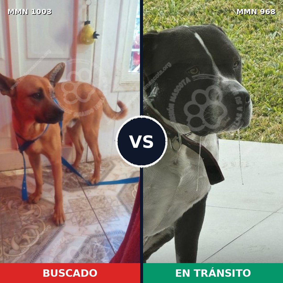 Comparativa MMS 16175: mascota perdida y mascota encontrada, 41% de similitud