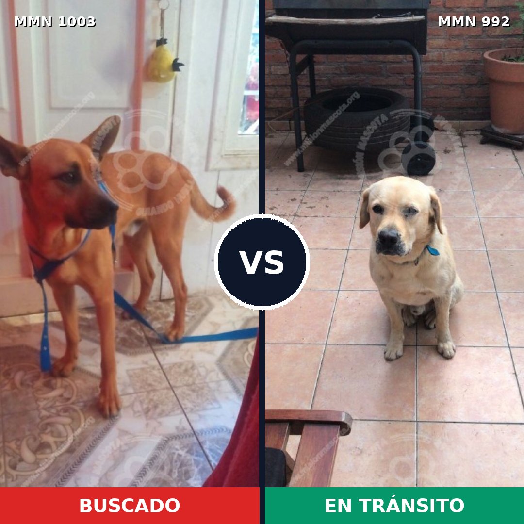 Comparativa MMS 16176: mascota perdida y mascota encontrada, 34% de similitud