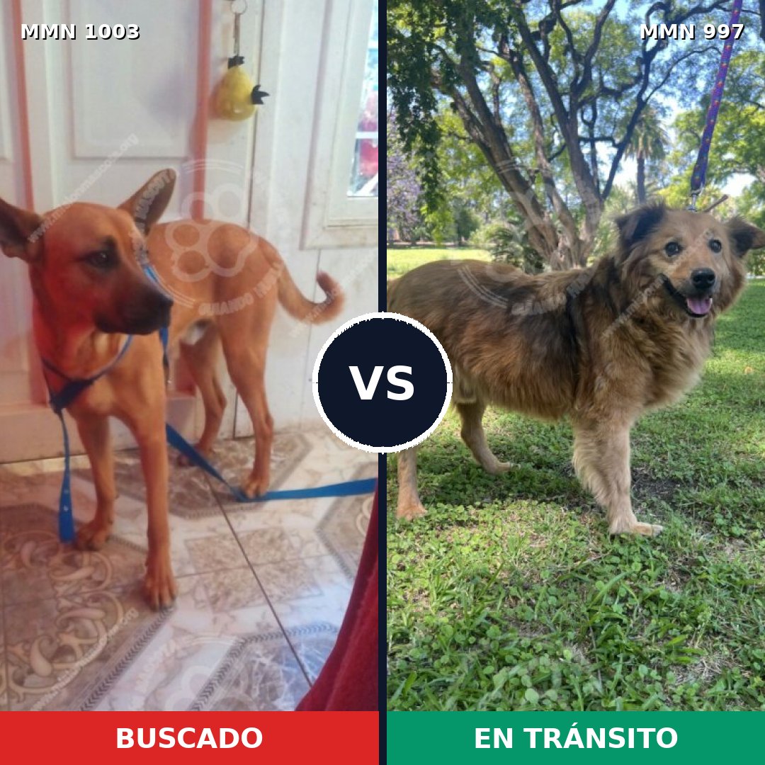 Comparativa MMS 16177: mascota perdida y mascota encontrada, 40% de similitud