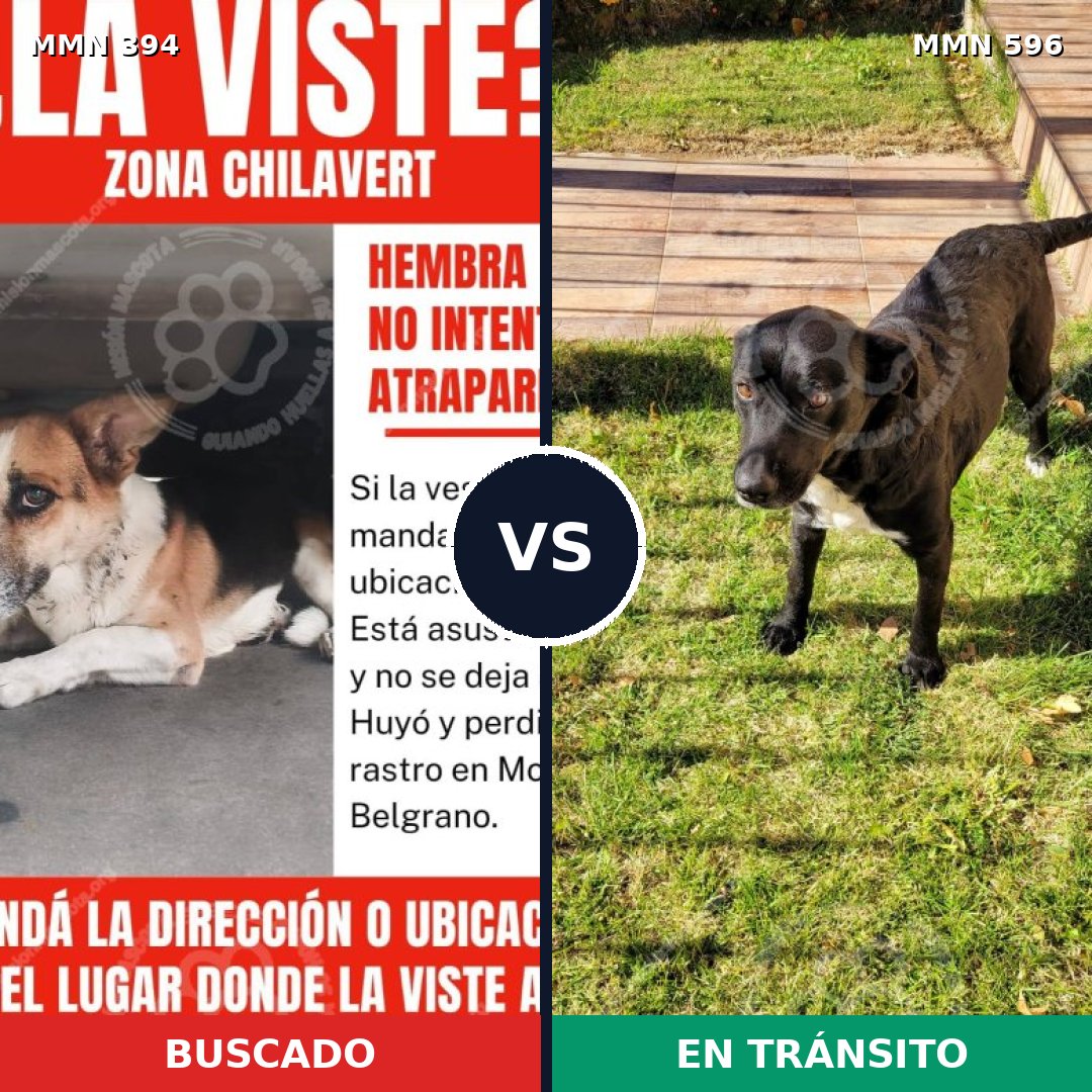Comparativa MMS 16180: mascota perdida y mascota encontrada, 70% de similitud