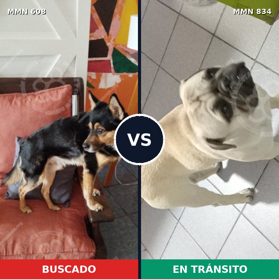 Comparativa MMS 16181: mascota perdida y mascota encontrada, 34% de similitud