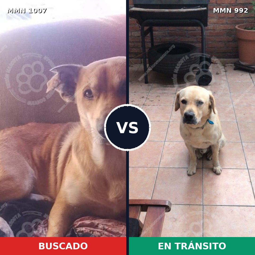 Comparativa MMS 16183: mascota perdida y mascota encontrada, 47% de similitud