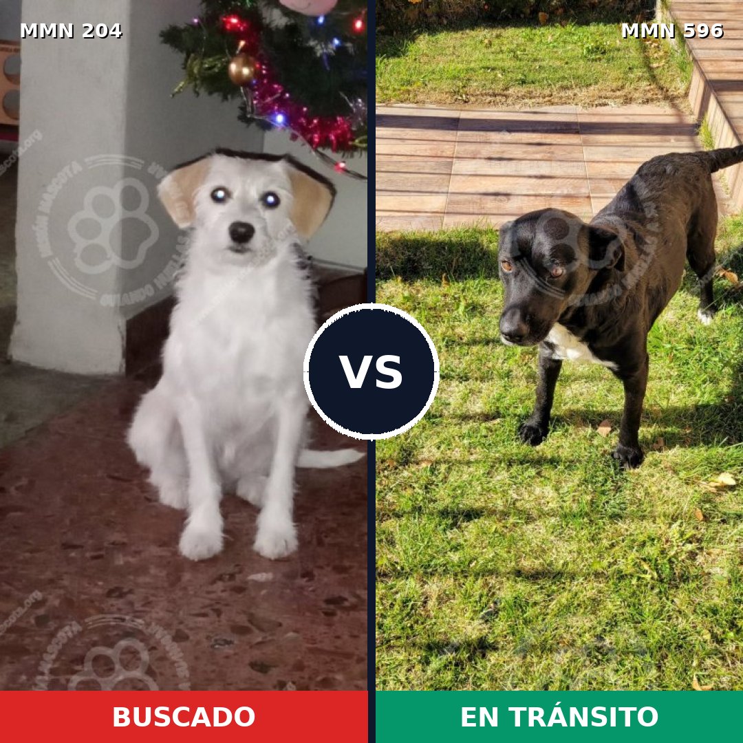 Comparativa MMS 16186: mascota perdida y mascota encontrada, 65% de similitud