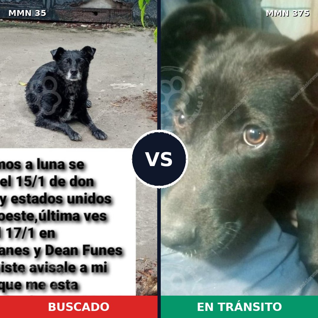 Comparativa MMS 1619: mascota perdida y mascota encontrada, 75% de similitud