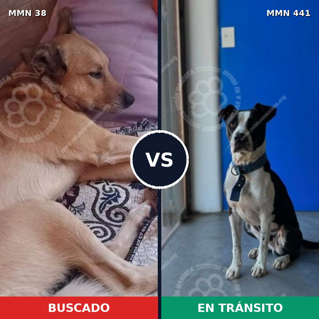 Comparativa MMS 162: mascota perdida y mascota encontrada, 55% de similitud