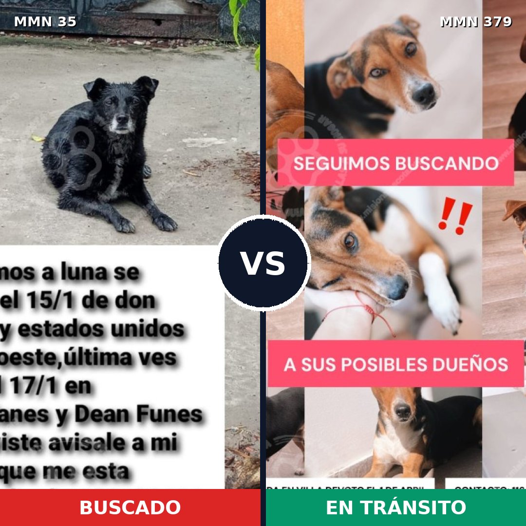 Comparativa MMS 1620: mascota perdida y mascota encontrada, 74% de similitud