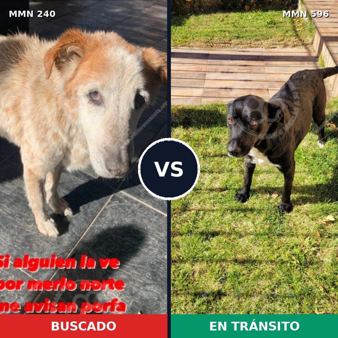 Comparativa MMS 16203: mascota perdida y mascota encontrada, 66% de similitud