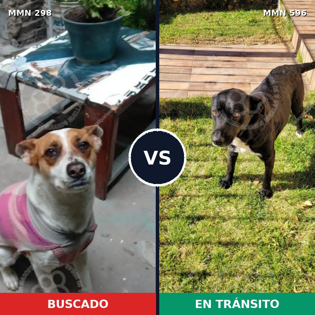 Comparativa MMS 16206: mascota perdida y mascota encontrada, 67% de similitud