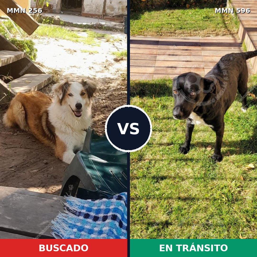Comparativa MMS 16207: mascota perdida y mascota encontrada, 65% de similitud