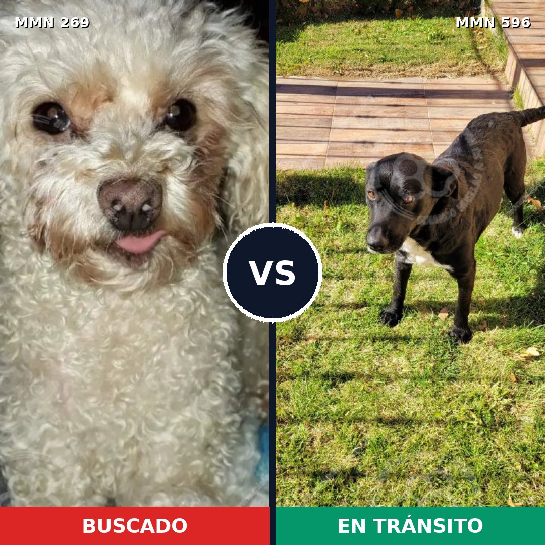 Comparativa MMS 16209: mascota perdida y mascota encontrada, 15% de similitud