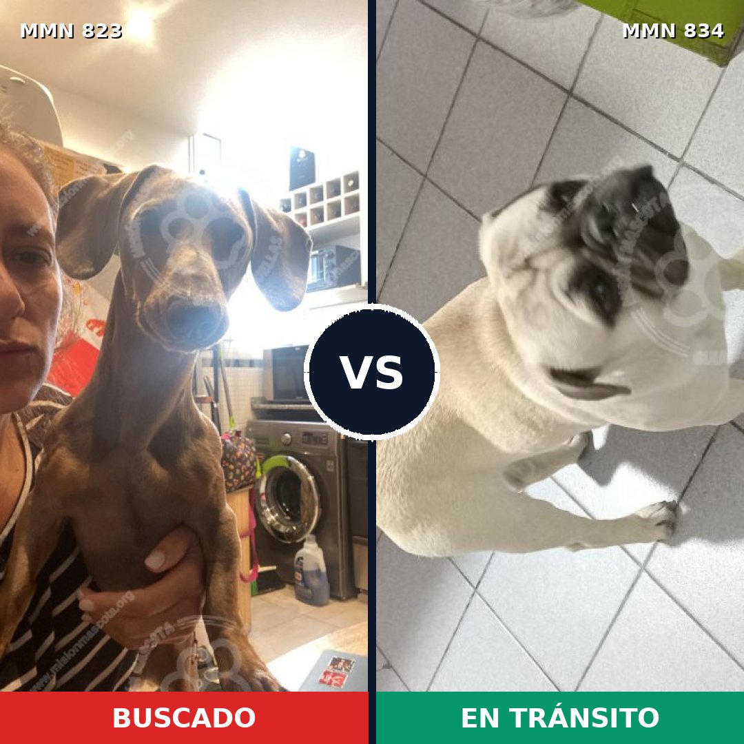 Comparativa MMS 16210: mascota perdida y mascota encontrada, 47% de similitud