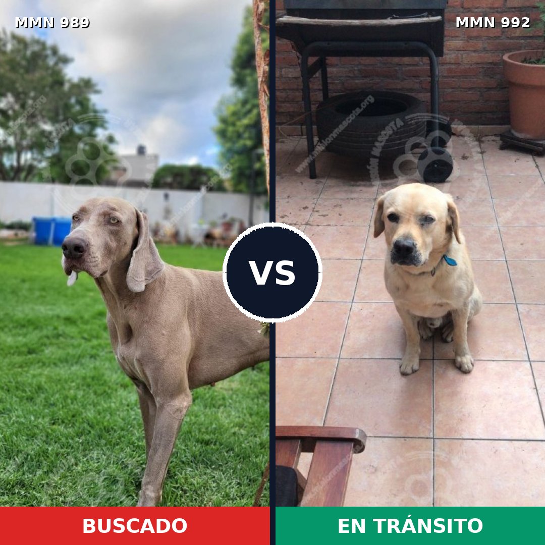 Comparativa MMS 16212: mascota perdida y mascota encontrada, 32% de similitud