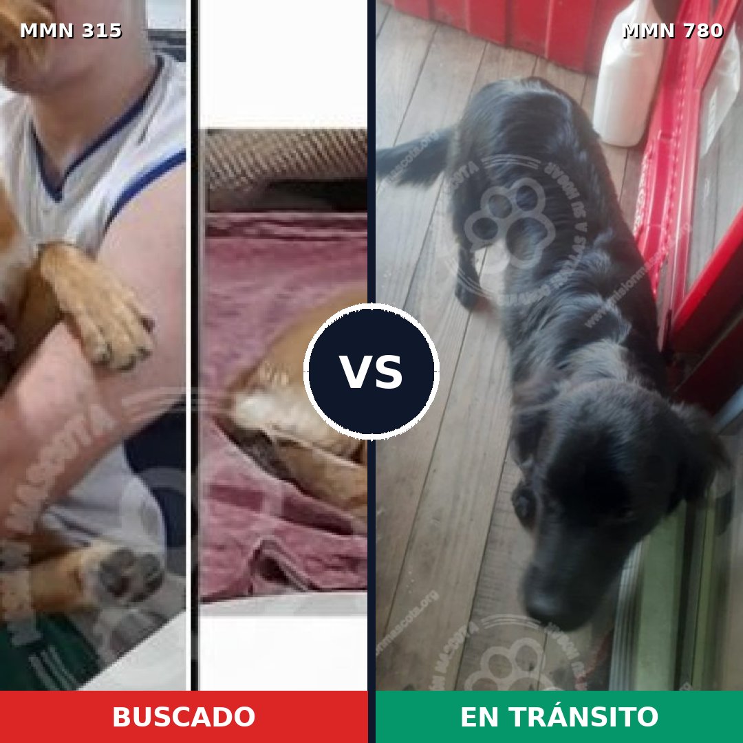 Comparativa MMS 16215: mascota perdida y mascota encontrada, 69% de similitud
