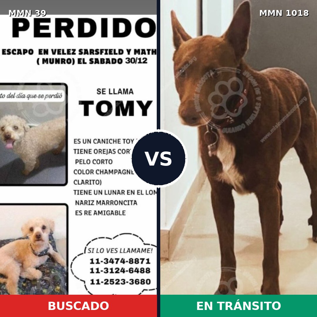 Comparativa MMS 16216: mascota perdida y mascota encontrada, 25% de similitud
