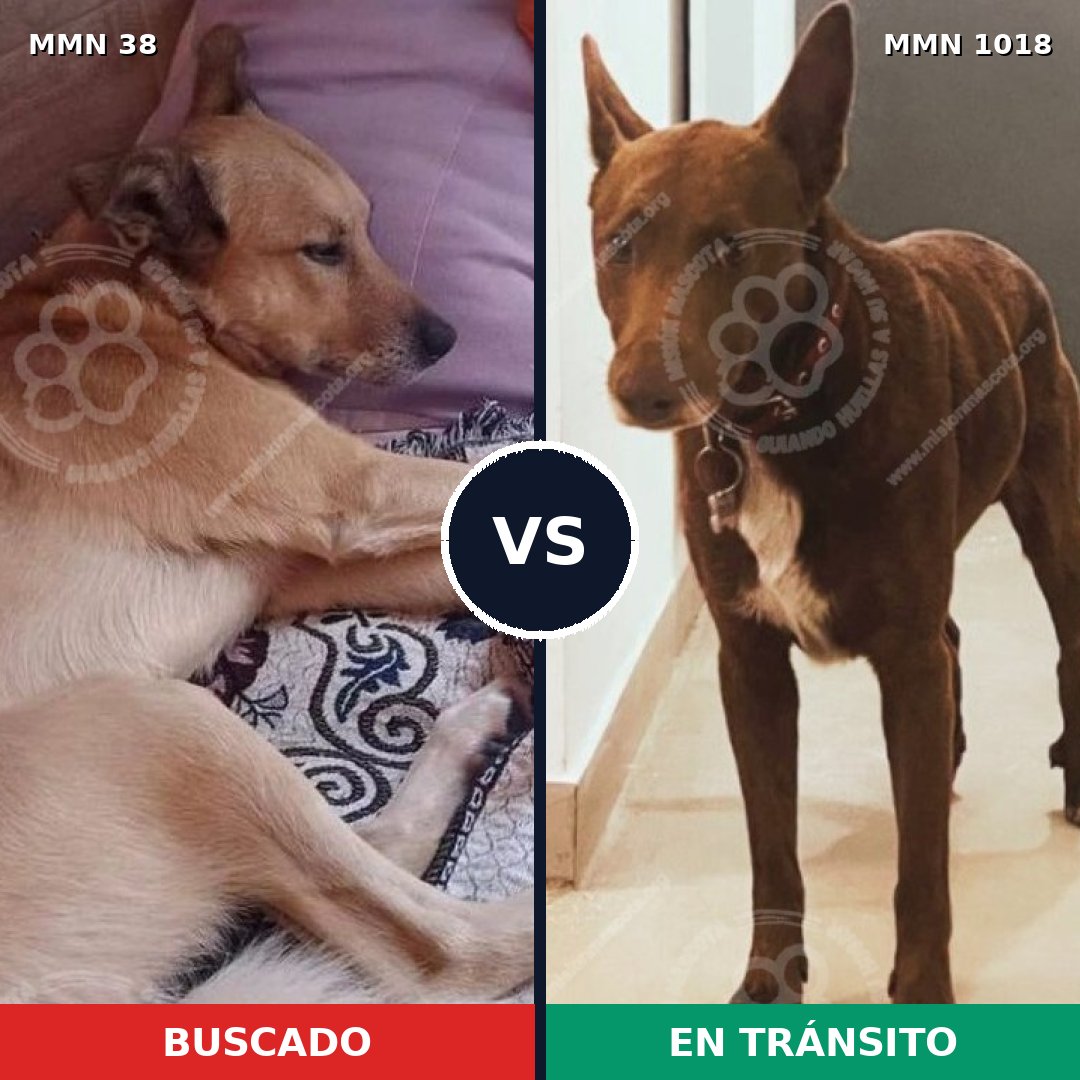 Comparativa MMS 16217: mascota perdida y mascota encontrada, 77% de similitud