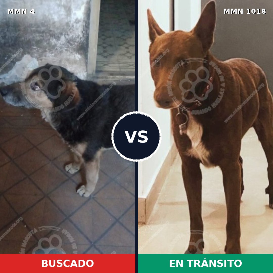Comparativa MMS 16218: mascota perdida y mascota encontrada, 59% de similitud