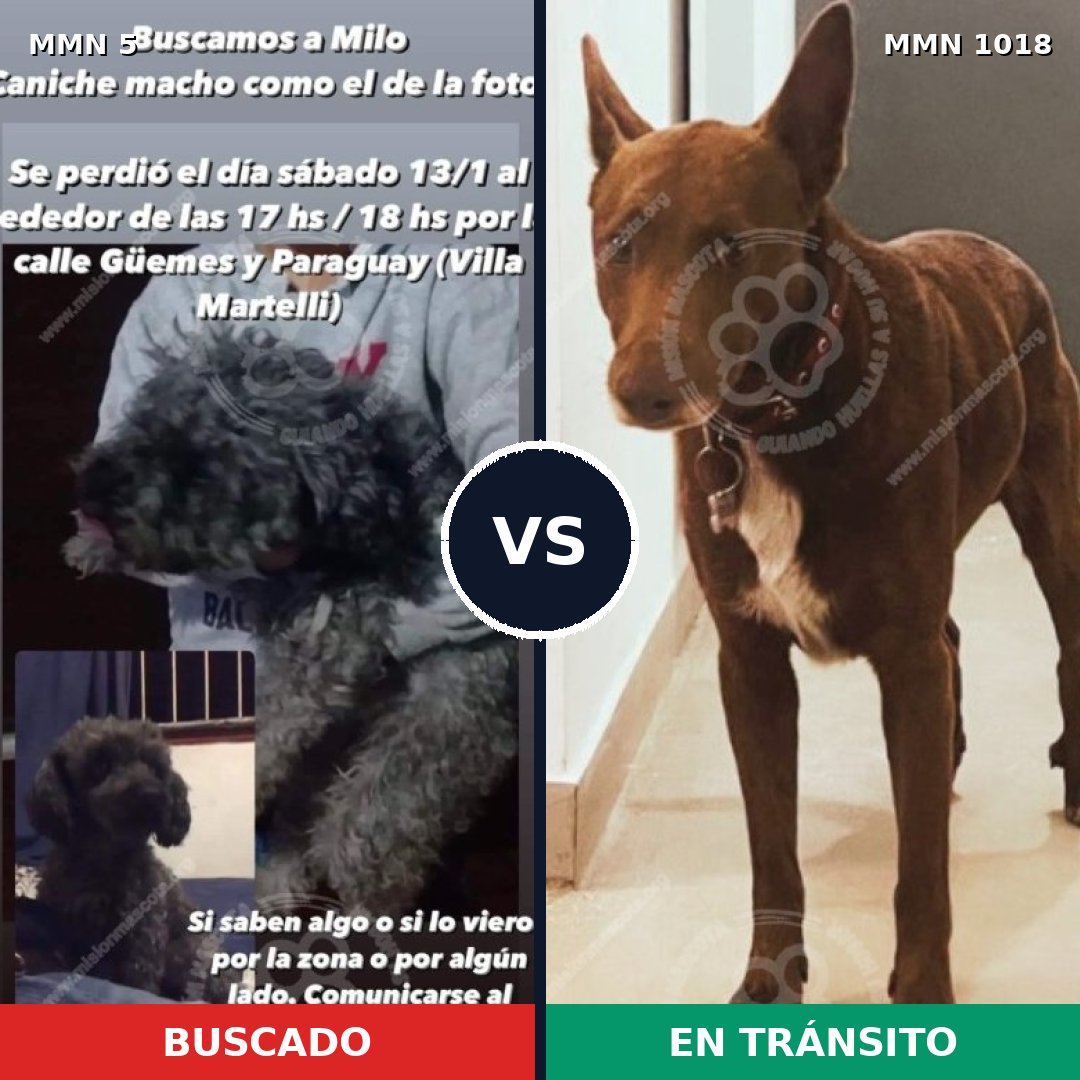 Comparativa MMS 16219: mascota perdida y mascota encontrada, 35% de similitud