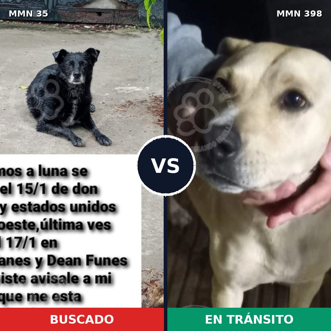 Comparativa MMS 1622: mascota perdida y mascota encontrada, 60% de similitud